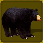 BearAmericanBlack