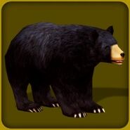 American Black Bear