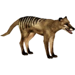 Thylacine (Tyranachu) (614 KB) Thylacine (Tyranachu)