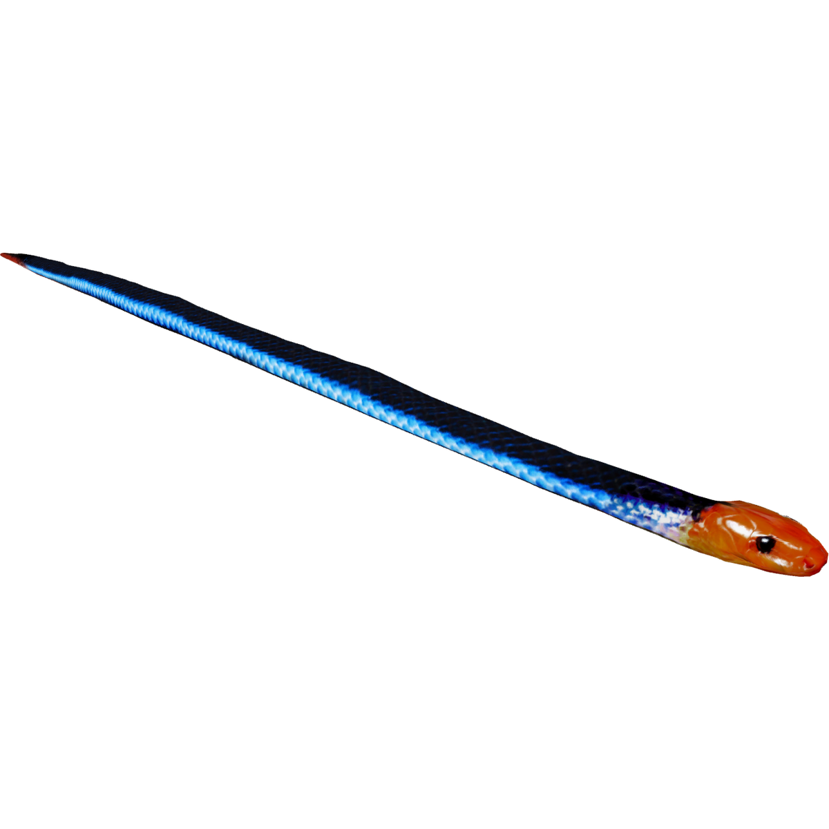 Blue Malayan Coralsnake (16529950) | ZT2 Download Library Wiki | Fandom