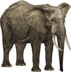 Elephantさま専用 latest?cb=20201130104222