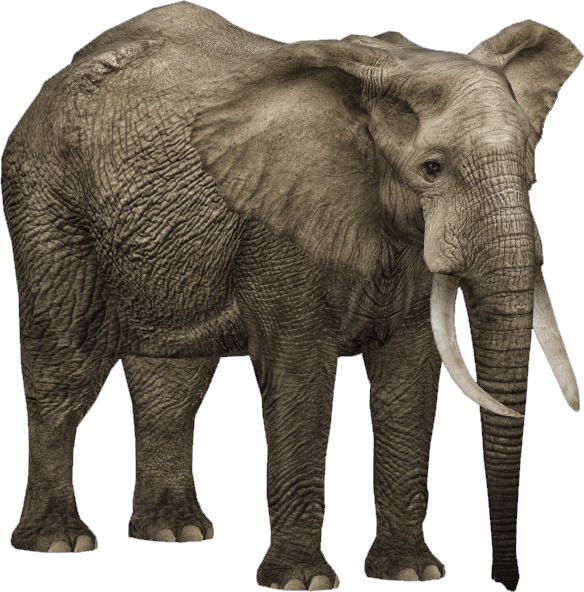 African Forest Elephant (HENDRIX) | ZT2 Download Library Wiki | Fandom