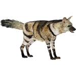 Aardwolf (ZTABC Team)