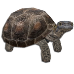 Desert Tortoise (MiBound)