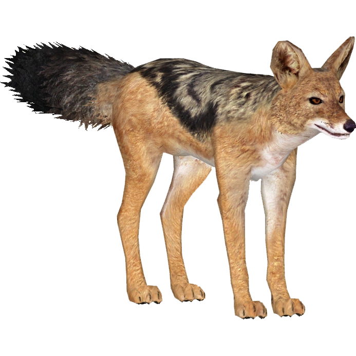 JACKAL ジャンク Black-backed Jackal (Lgcfm) | ZT2 Download Library Wiki | Fandom