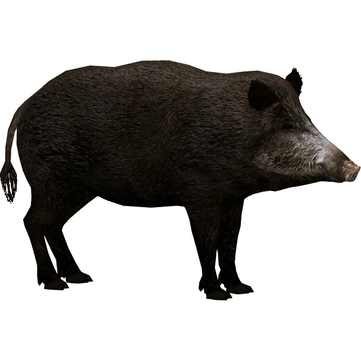 ★MPB Wild Boar★SR★Fade bream 2★ Wild Boar (HENDRIX) | ZT2 Download Library Wiki | Fandom