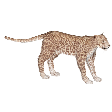 African Leopard (Maxforever) | ZT2 Download Library Wiki | Fandom