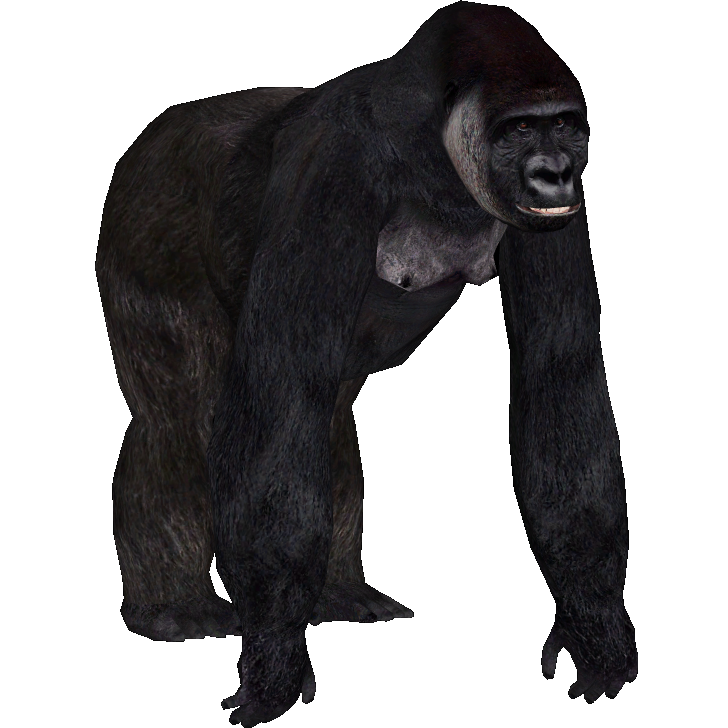 Western Lowland Gorilla (Burnt_Gecko) | ZT2 Download Library