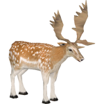 Fallow Deer (Jannick)
