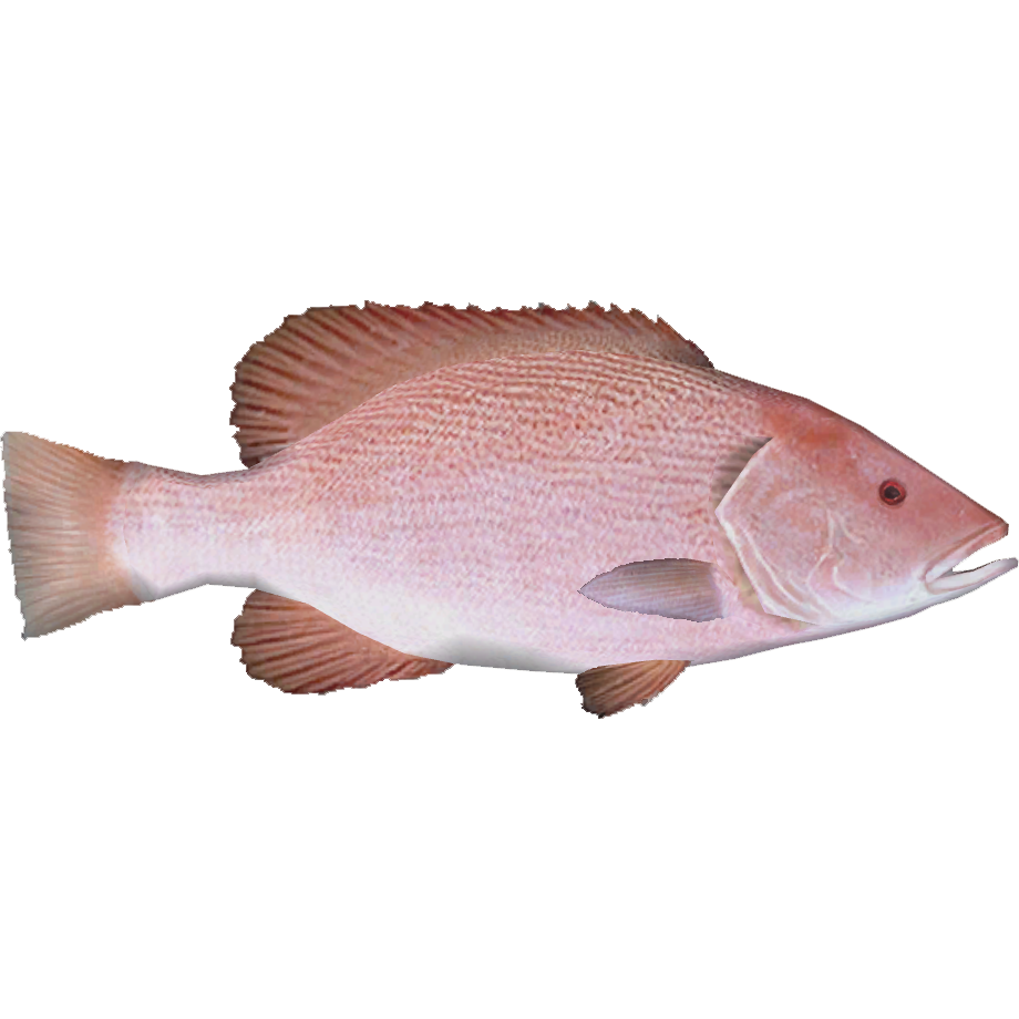 Northern red snapper - Wikipedia