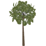 Cuban Palmetto (Artifex)