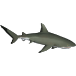 Galapagos Shark (RyuKami)