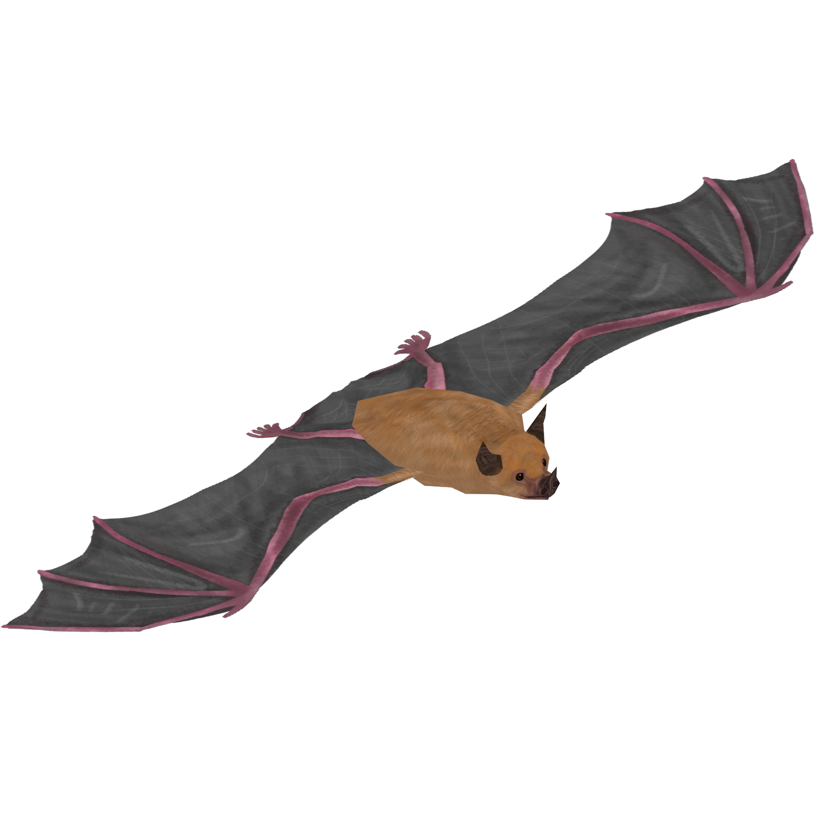 spear nosed bat