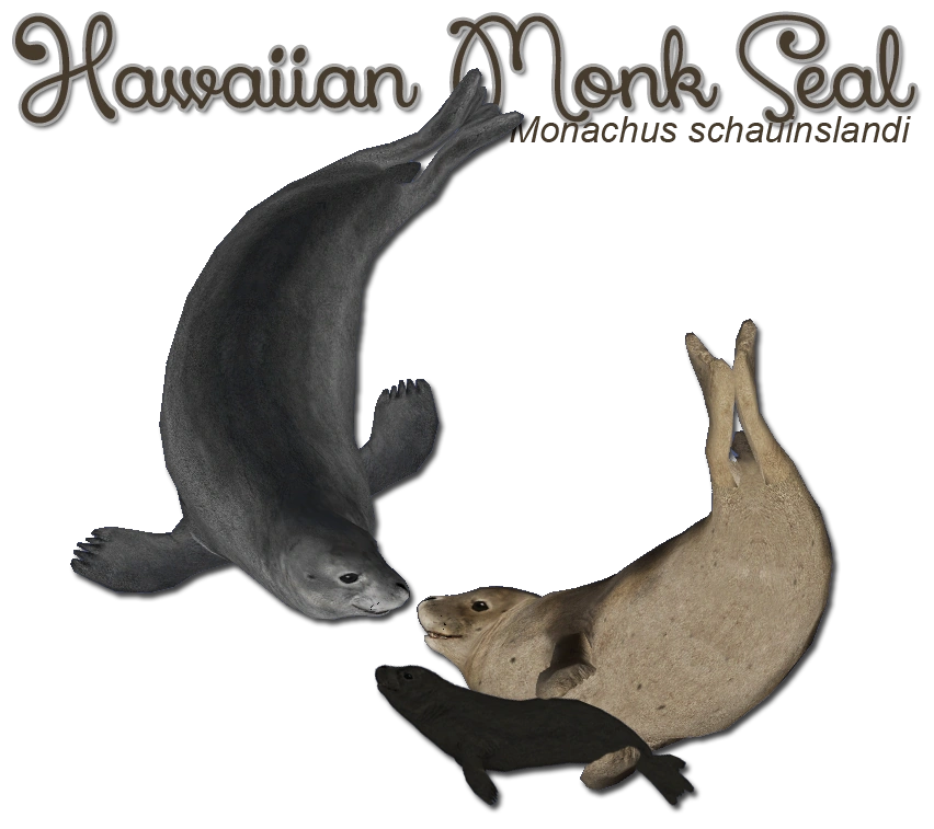 Hawaiian Monk Seal (MiBound) | ZT2 Download Library Wiki