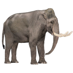 Blora Elephant (Lazardi)