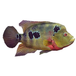 Trimac Cichlid (stewe90)