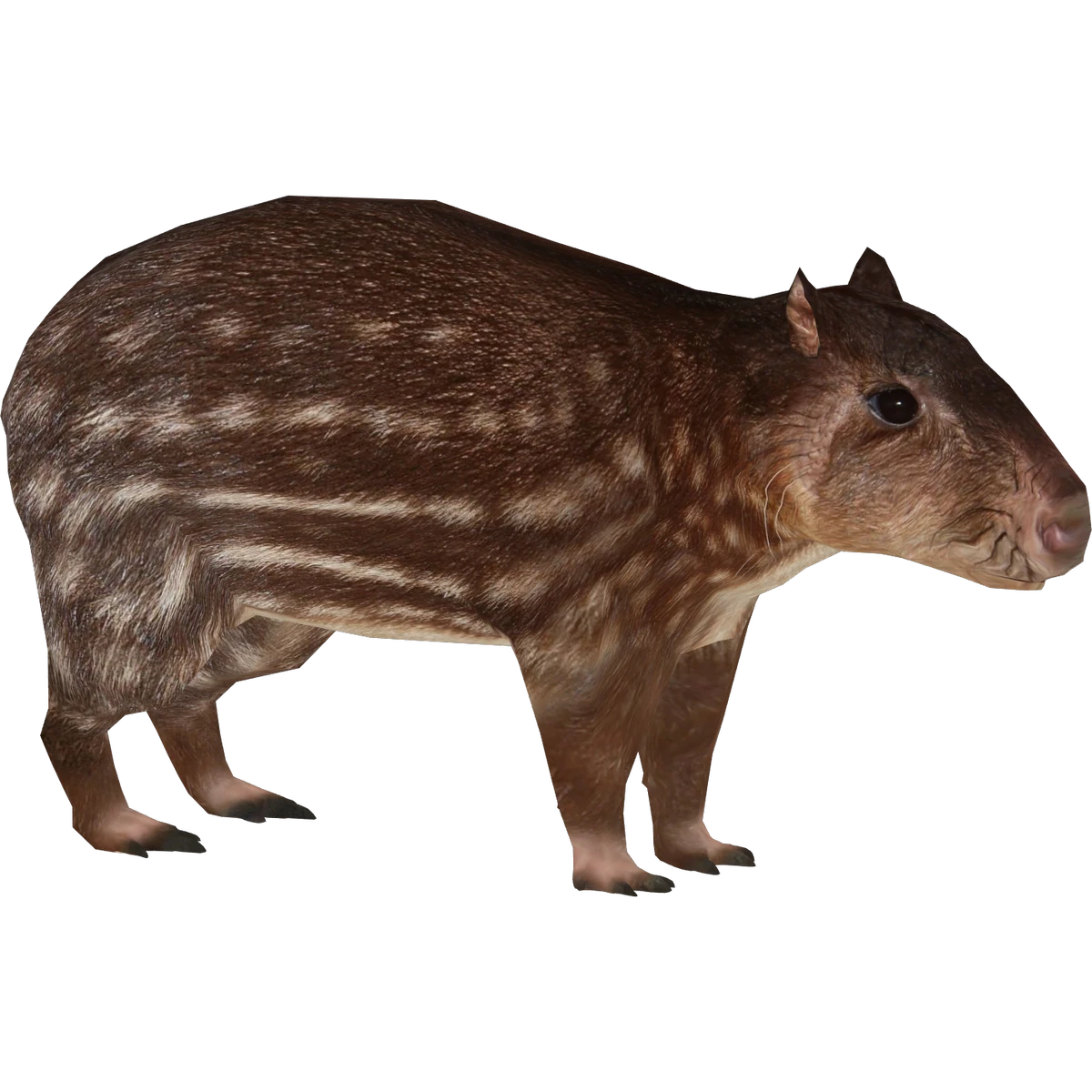 Lowland Paca (Demon Hunter) ZT2 Download Library Wiki Fandom