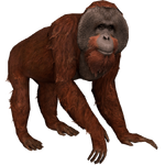 Bornean Orangutan (Aurora Designs)