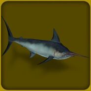 Atlantic Swordfish