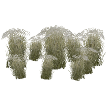 Mongolian Stipa Grass (Aurora Designs)