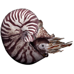 Ammonite (Andrew12)