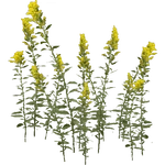 Goldenrod (Aurora Designs)