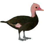 Pink-headed Duck (Whalebite)