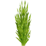 Vallisneria Asiatica (PaJaS30) (381 KB) Vallisneria Asiatica (PaJaS30)