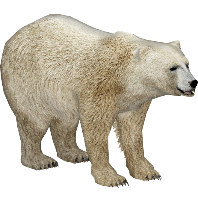 Polar Bear (Eryel & Sam) | ZT2 Download Library Wiki | Fandom
