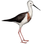 Banded Stilt (Nessich)