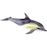 Common Dolphin (Buffzoo)