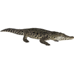 Cuban Crocodile (HENDRIX & Zerosvalmont)
