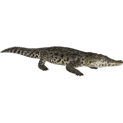 Category:Crocodiles | ZT2 Download Library Wiki | Fandom