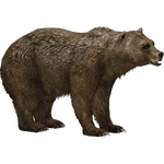 Grizzly Bear (JimmyzHoopz) (645 KB) Grizzly Bear (JimmyzHoopz)