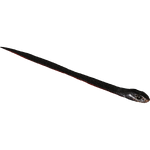 Red-bellied Black Snake (16529950)