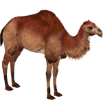 Giant Camel (Lgcfm & Ulquiorra)