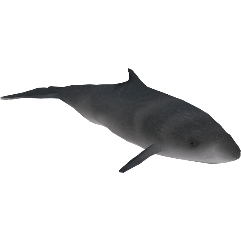 Pygmy Right Whale (ZetaDesigns) ZT2 Download Library Wiki Fandom