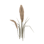 Reed (Panrex) (243 KB) Reed (Panrex)