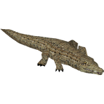 Saltwater Crocodile (Makaio)