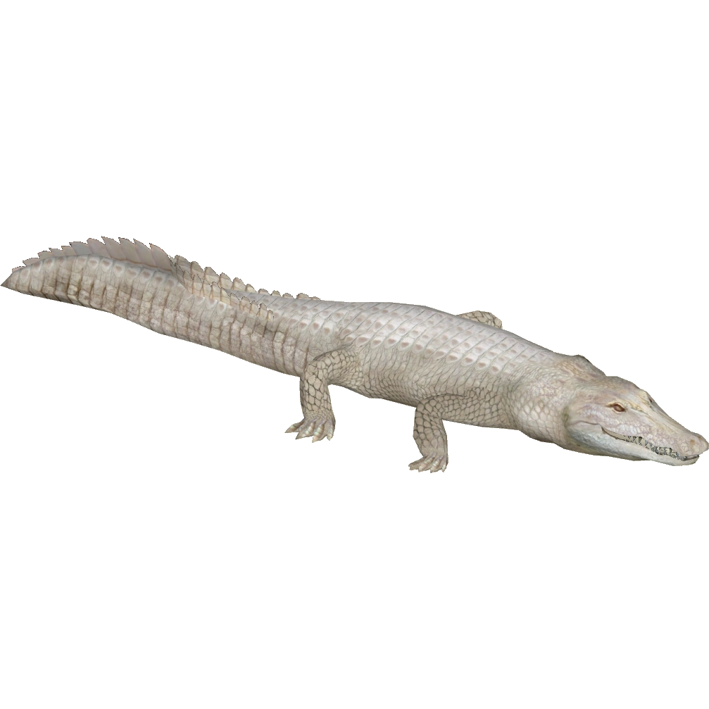 ラッカゴスペル ドロceller 2nd ラッカゴスペル ドロceller 2nd 今日のCSで2位を取った『ラッカ