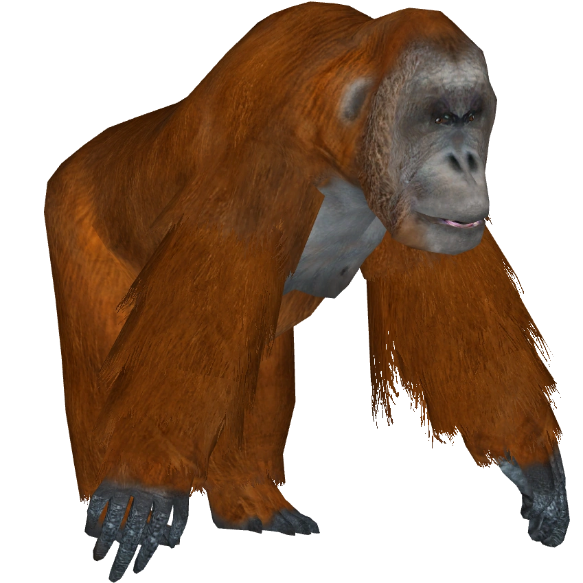 Sumatran Orangutan (Tamara Henson) | ZT2 Download Library