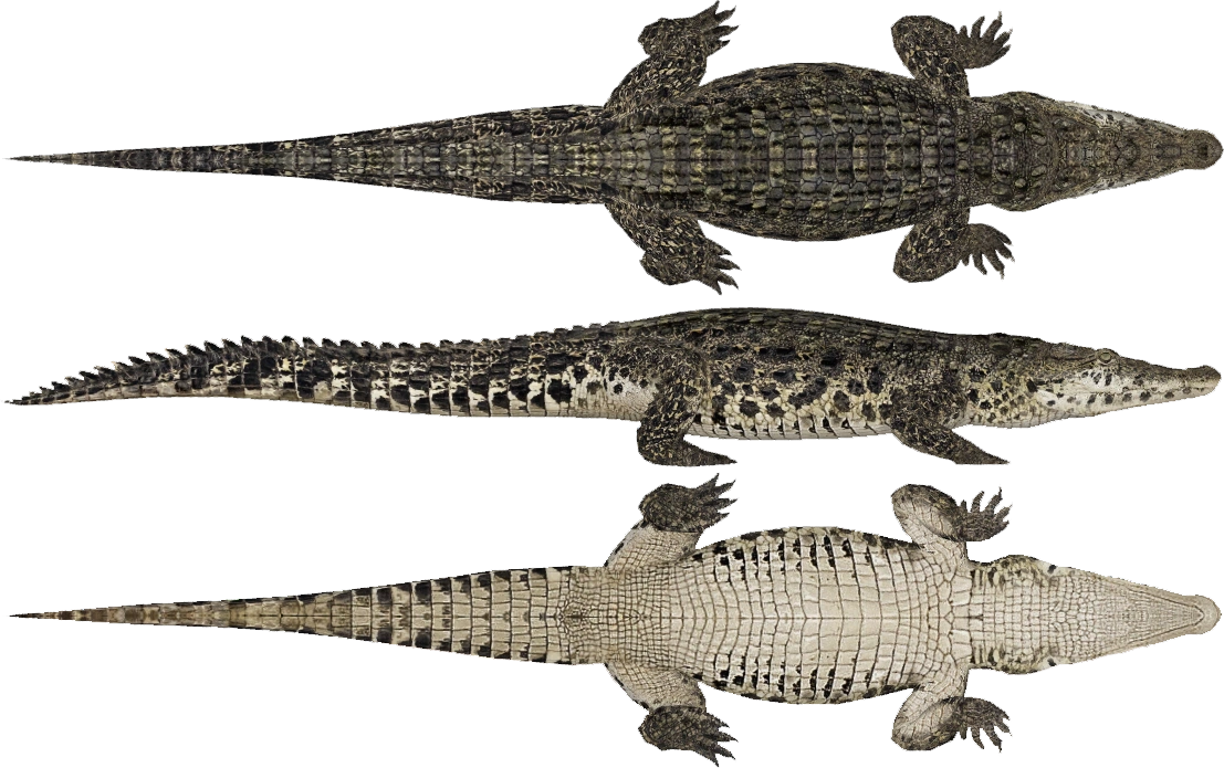 Cuban Crocodile (HENDRIX & Zerosvalmont) | ZT2 Download Library