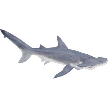 Bonnethead Shark (Buffzoo & NanoLancensis) | ZT2 Download Library 