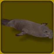 Northern Elephant Seal