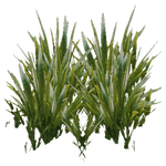 Amazon Swordplant (Z-Studio)