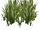 Amazon Swordplant (Z-Studio)