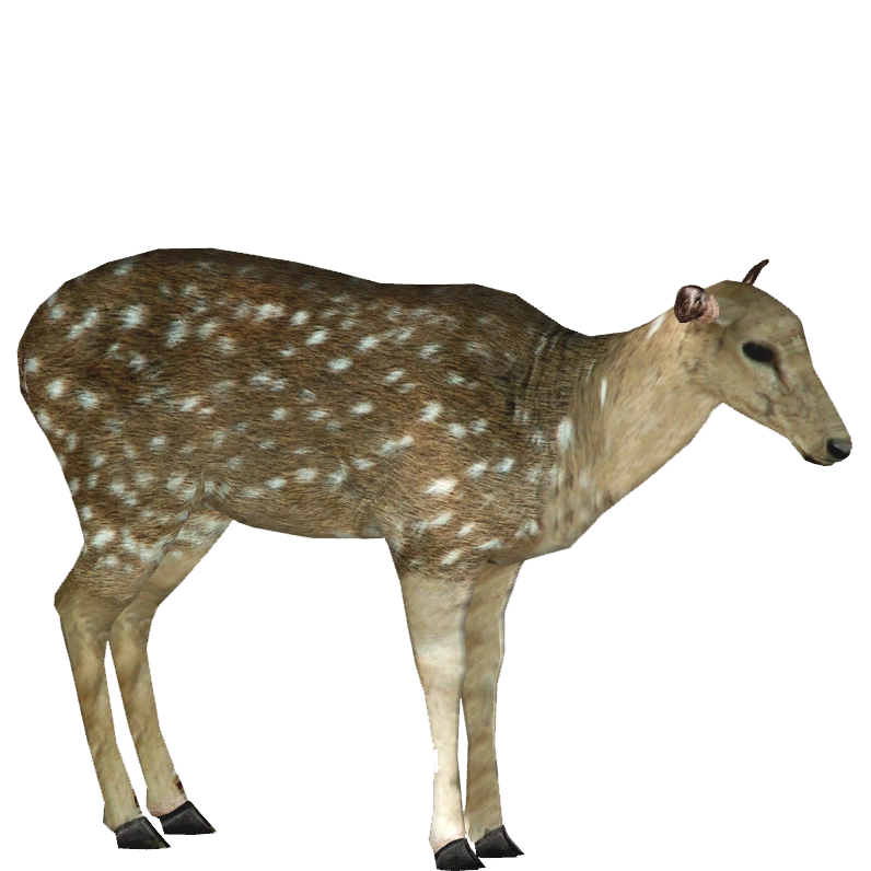 Axis Deer (ZTABC Team) | ZT2 Download Library Wiki | Fandom