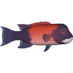 California Sheephead (Whalebite)