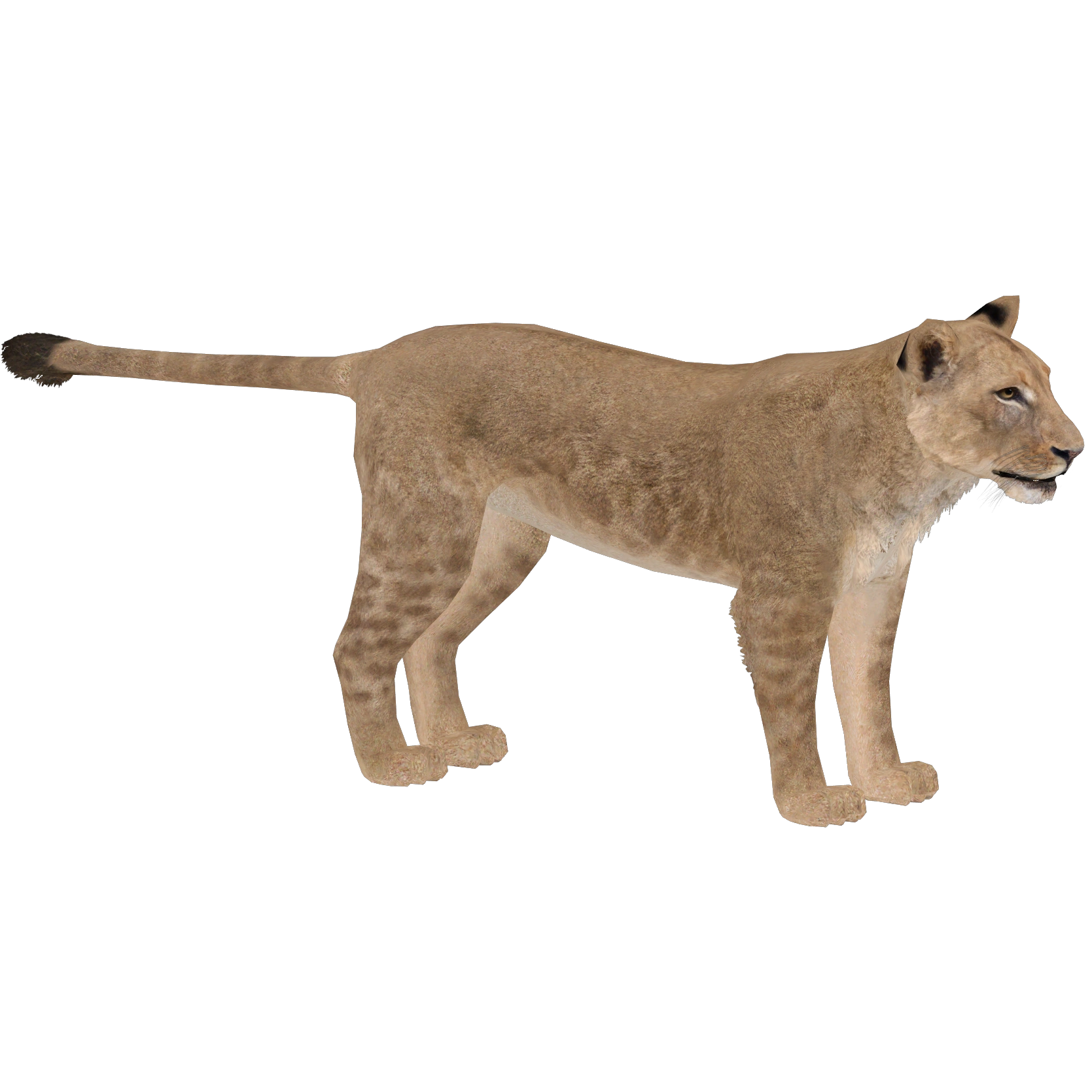 タマゴラス BEAR LION SQUIRREL plain message squirrel-4-krupnyj-razmer.png@