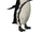 African Penguin (Lights)